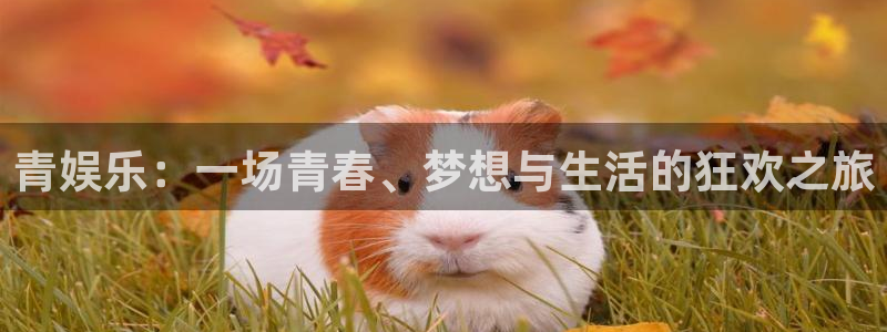 888贵宾会官网：青娱乐：一场青春、梦想与生活的狂欢之旅
